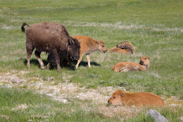 WY, Yellowstone National Park, Bison calves and yearling