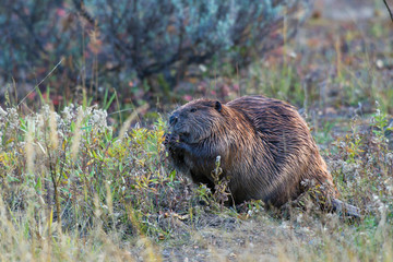 Beaver Foraging in Autumn © Ken Archer/Danita Delimont