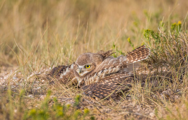 USA, Wyoming, Sublette County. Young Burrowing Owl spreads its wings during a summer rain storm.