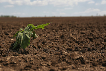 View of fertile ground surface with plant on sunny day