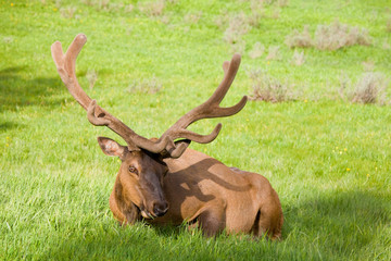 Naklejka na ściany i meble WY, Yellowstone National Park, Bull elk, with antlers in velvet, resting in meadow