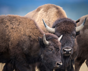 Fototapeta premium A herd of American Bison getting ready to cross the Highway 191, Bison bison, Grand Tetons National Park, Wyoming, Usa, wild