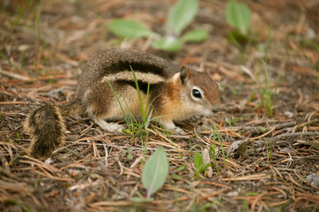Naklejka na ściany i meble Yellowstone National Park, Wyoming, USA. Golden-mantled ground squirrel on the forest floor.