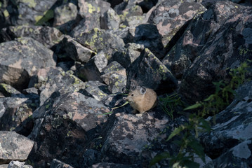 USA, Wyoming. American Pika (Ochotona princeps) on a talus slope gathering grasses for hay pile in Bridger National Forest.