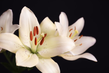 Fototapeta na wymiar Beautiful lilies on black background, closeup view. Space for text
