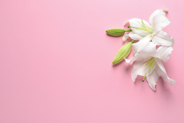 Beautiful lilies on pink background, flat lay. Space for text