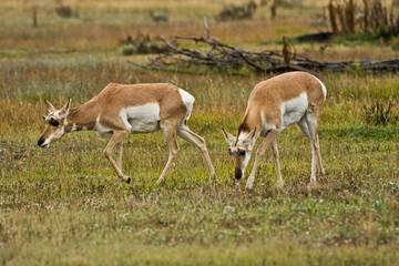 Two female pronghorn, Antelope Flats, Grand Teton National Park, Wyoming, USA