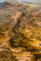 Fototapeta na wymiar USA, Wyoming. Steamy run-off and bacteria matt from Silex Springs, Lower Geyser Basin, Yellowstone National Park.