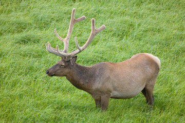 WY, Yellowstone National Park, Bull elk, with antlers in velvet