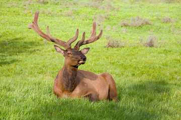 WY, Yellowstone National Park, Bull elk, with antlers in velvet, resting in meadow