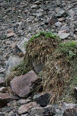 Bridger National Forest, USA. Hay.
