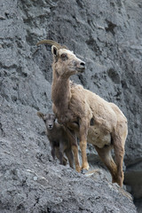 Rocky Mountain Bighorn Sheep, ewe with lambs