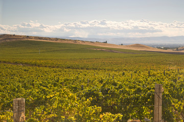 Fototapeta premium View from Silver Lake at Roza Hills Winery, Rattlesnake Hills Wine Trail, Yakima Valley, Eastern Washington State, USA 