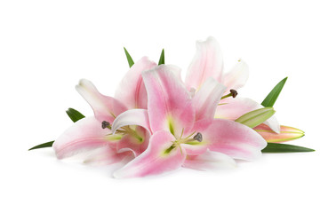Beautiful fresh pink lilies with leaves on white background