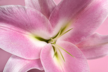 Fototapeta na wymiar Beautiful fresh lily flower on pink background, closeup