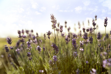 Beautiful lavender flowers in field on sunny day