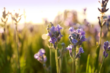 Beautiful lavender flowers in field on sunny day
