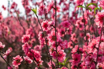 Peach flowers in the garden in blossoming time