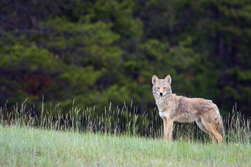 Coyote, late spring