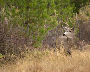 Rocky mountain mule deer buck, Odocoileus hemionus, Signal Mountain, Grand Tetons National Park, Wyoming, Usa, wild