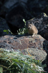 USA, Wyoming. American Pika (Ochotona princeps) on a talus slope gathering grasses for hay pile in Bridger National Forest.