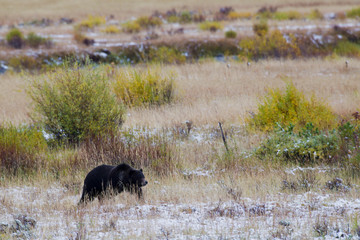 Grizzly Bear, Autumn Meadow in Yellowstone National Park.
