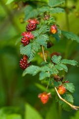 USA, WA. Prized fruit of native Salmonberry (Rubus spectabilis) is delicacy of summer in forests of western North America.