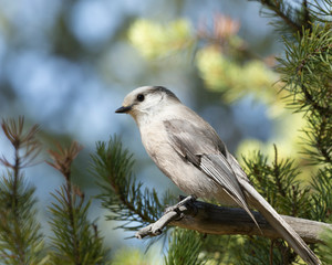 Gray Jay, Perisoreus canadensis capitalis, Yellowstone National Park, Wyoming, Usa, wild