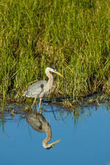 Great Blue Heron Hunting and Reflected in the Waters of Oxbow Bend, Grand Teton National park