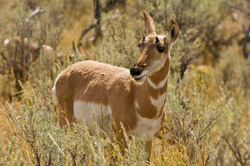 Female Pronghorn, Lamar Valley, Yellowstone National Park, Wyoming, USA