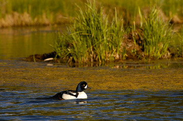 Barrow's Goldeneye (Bucephala islandica) Grand Teton National Park Wyoming. USA