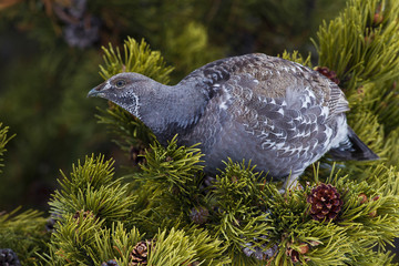 Obraz premium Dusky (blue) Grouse