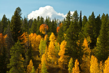 Autumn, Pacific Creek Road, Grand Teton National Park, Wyoming, USA