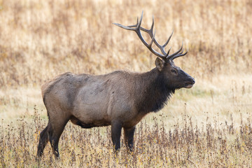 Elk (Cervus Elaphus) bull male, Yellowstone National Park, Wyoming