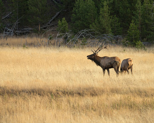 Rocky mountain bull elk with cow, Cervus elaphus, Madison River, Yellowstone National Park, Wyoming, wild