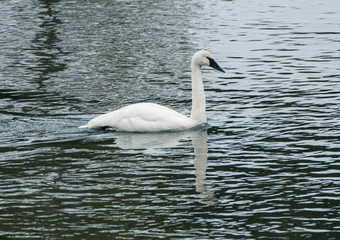 USA, Wyoming, Yellowstone National Park, Trumpeter Swan