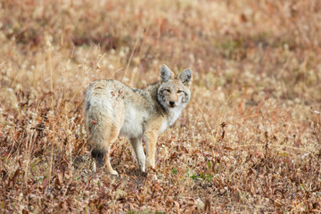 Coyote (Canis Latrans) Yellowstone National Park, Wyoming
