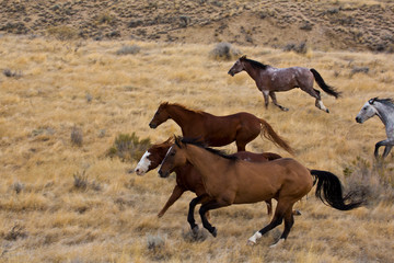 Naklejka na ściany i meble USA, Wyoming, Shell, Big Horn Mountains, Horses Running in Field