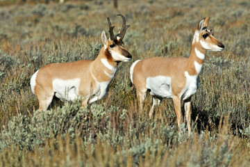 Pronghorn/Antelope (Antilocapra Americana) in Teton National Park A Pronghorn buck and doe pair up for their long migration south for the coming winter.