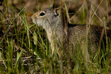 Naklejka na ściany i meble Uinta Ground Squirrel (Citellus armatus) Grand Teton National Park Wyoming. USA
