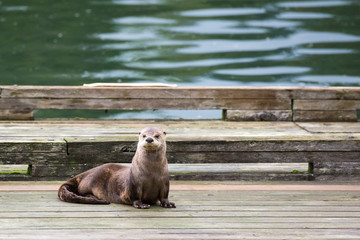 USA, Washington State, Puget Sound. River otter (Lontra canadensis) rests on boat dock.