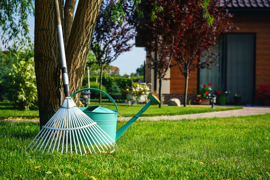 Rake and watering can near tree on green lawn. Gardening tools