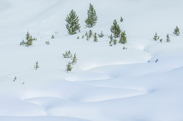 USA, Wyoming, Yellowstone National Park, Snowy Landscape