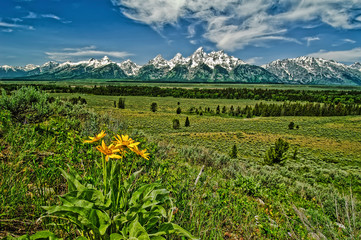 USA, Wyoming, Grand Teton National Park, wildflowers and Teton Range