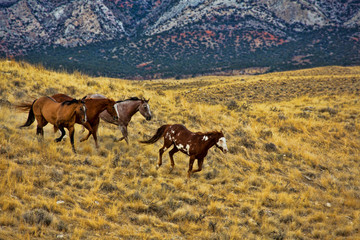 USA, Wyoming, Shell, Big Horn Mountains, Horses Running in Field