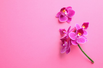 Beautiful orchid flowers on pink background, top view, space for text