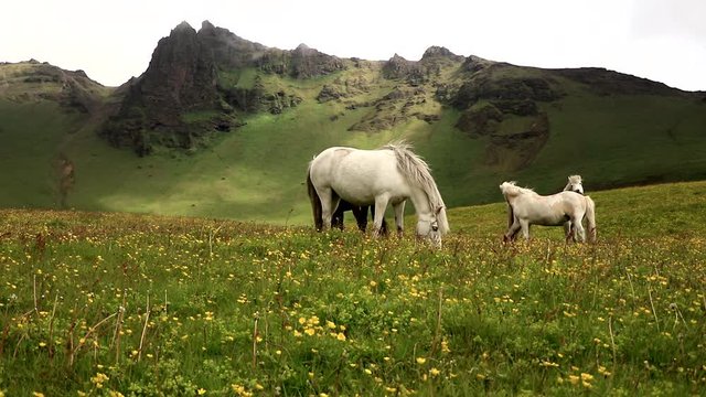 Beautiful Icelandic horses eat grass in a farm field. Filmed during a summer cloudy day.