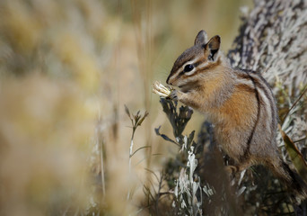 Least chipmunk storing reserves for winter, Tamias Minimus, Gallatin Range, Yellowstone National Park, Wyoming