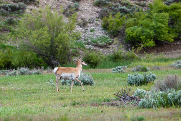 A Single Pronghorn among the Sage of Jackson Hole, Grand Teton National Park