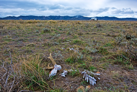 The Skeleton Of A Pronghorn Road Kill Lies At The Side Of A Busy Highway, Another Migration Mortality.